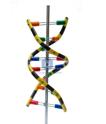DNA Model, Standing, Economy