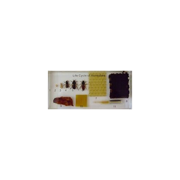Honeybee Lifecyle Plastomount
