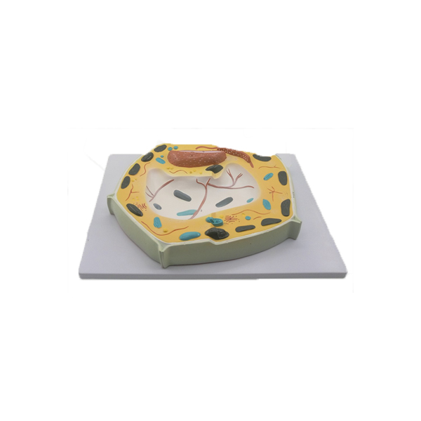 Plant Cell Model