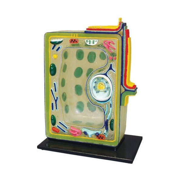 Plant Cell