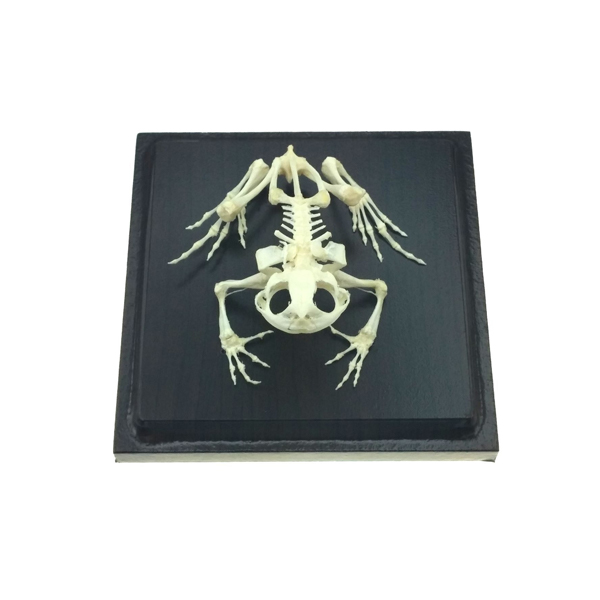 Frog Skeleton