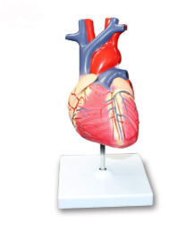 Human Heart, 4 Parts