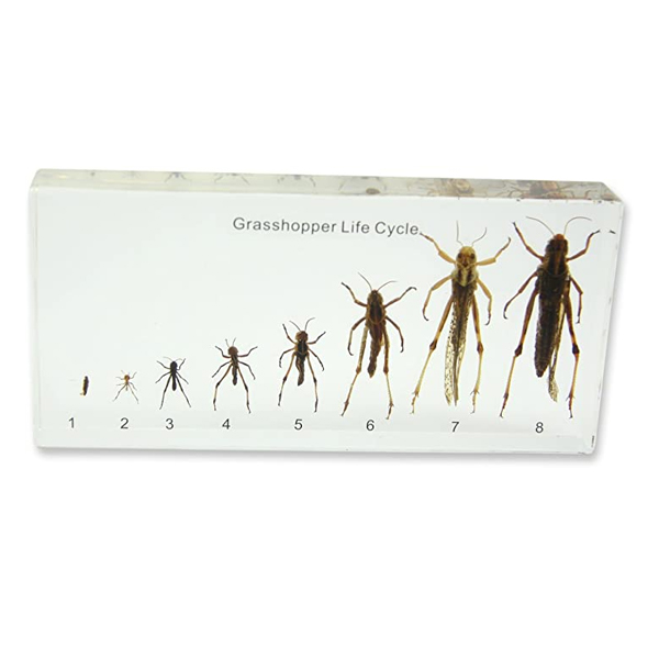 Grasshopper Lifecycle