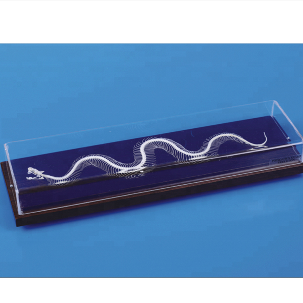 Snake Skeleton model