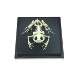 Frog Skeleton